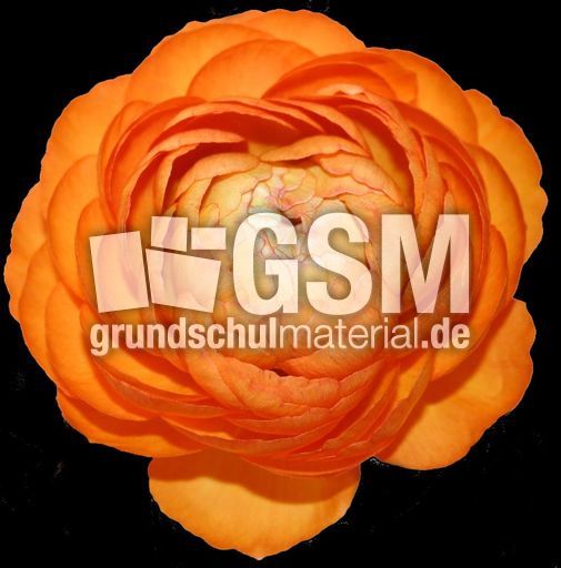 Ranunkel-orange.jpg